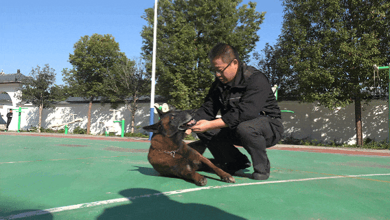 南阳“汪汪队”，不卖萌只守护