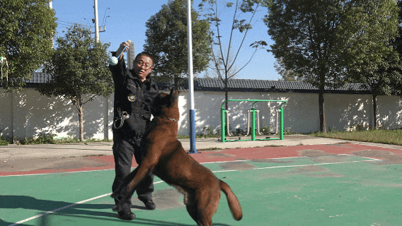 南阳“汪汪队”，不卖萌只守护