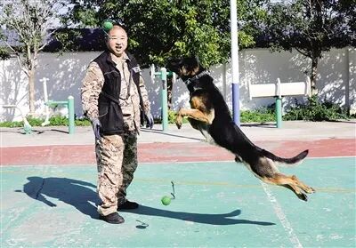 南阳“汪汪队”，不卖萌只守护