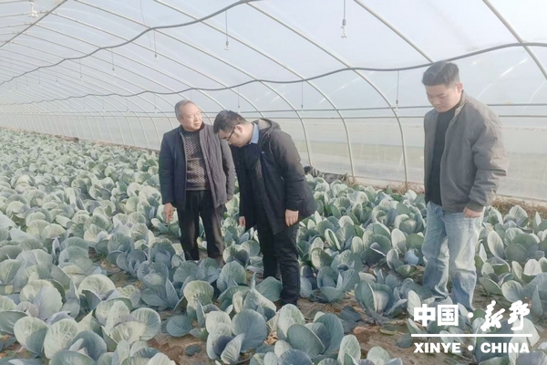 政银携手入田间  金融活水润“蔬”香