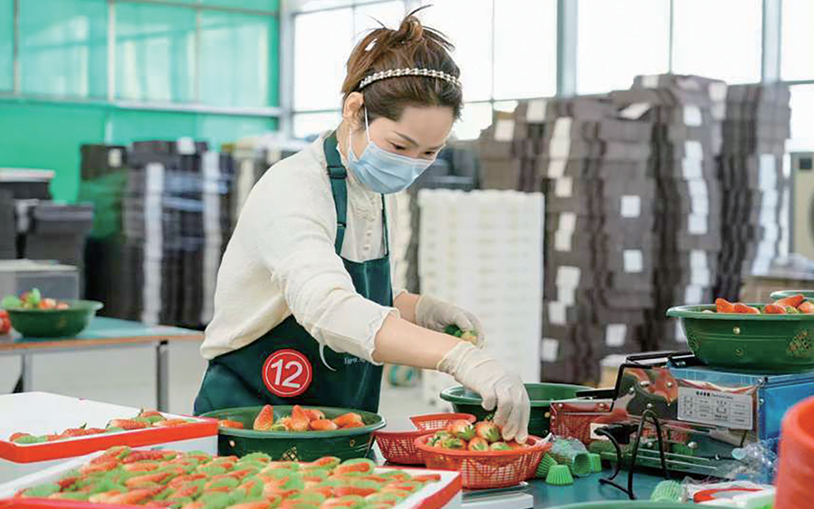 图说南阳|草莓采摘正当时