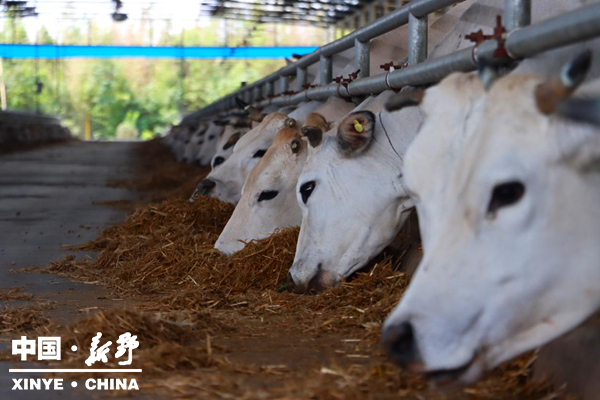 新野肉牛产业绘就乡村振兴新画卷