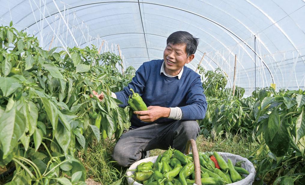 图说南阳|唐河辣椒喜丰收 