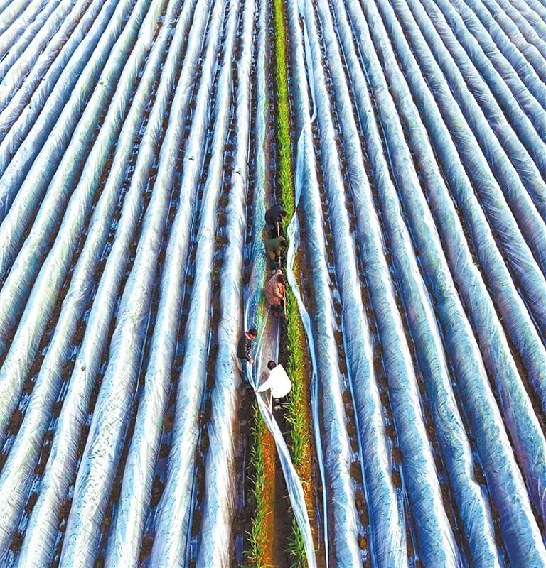 社旗晋庄镇：大葱盖地膜越冬&nbsp;保障春节“菜篮子” 供应