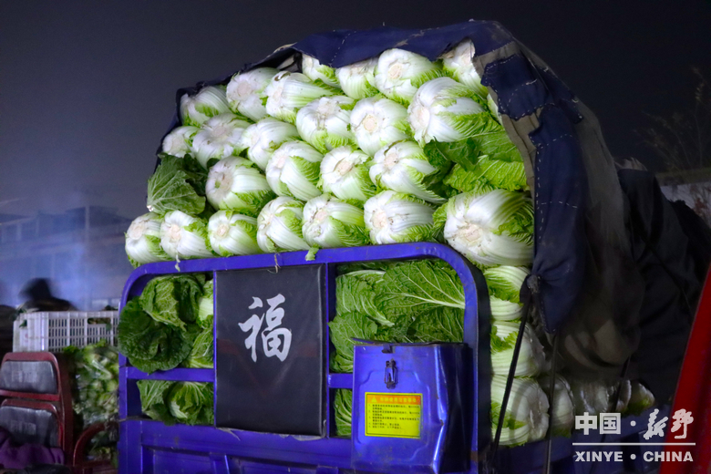 晨露裹星河，菜畦织冬暖——袁庄村的冬蔬烟火