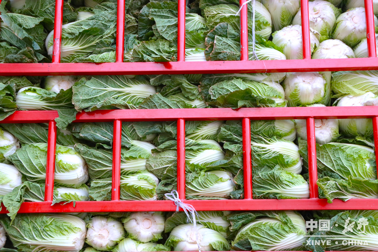 晨露裹星河，菜畦织冬暖——袁庄村的冬蔬烟火