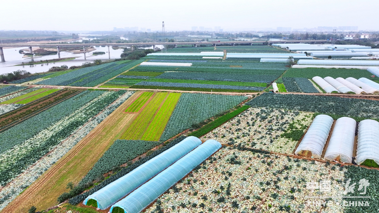 晨露裹星河，菜畦织冬暖——袁庄村的冬蔬烟火