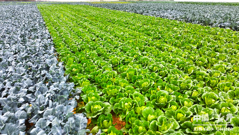 晨露裹星河，菜畦织冬暖——袁庄村的冬蔬烟火