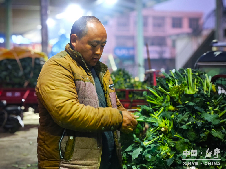 晨露裹星河，菜畦织冬暖——袁庄村的冬蔬烟火