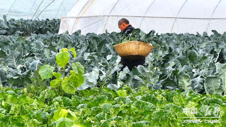 晨露裹星河，菜畦织冬暖——袁庄村的冬蔬烟火