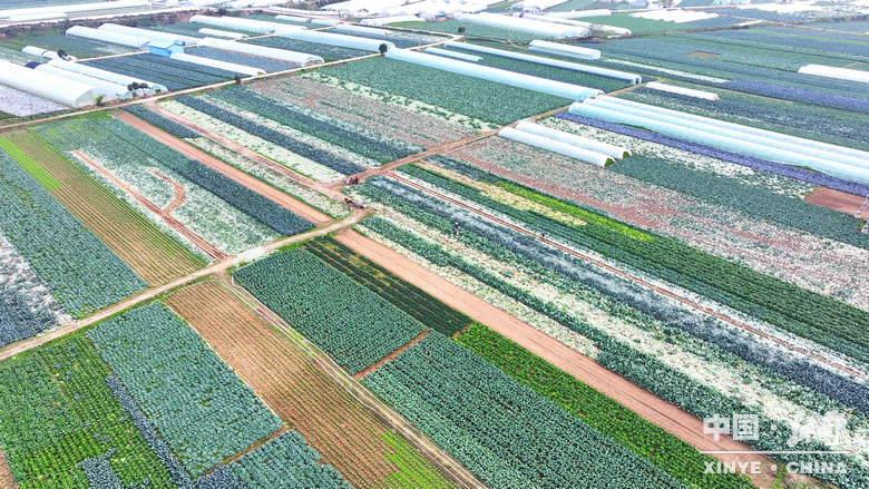 晨露裹星河，菜畦织冬暖——袁庄村的冬蔬烟火