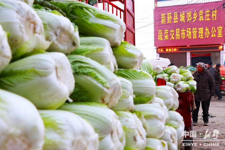 晨露裹星河，菜畦织冬暖——袁庄村的冬蔬烟火