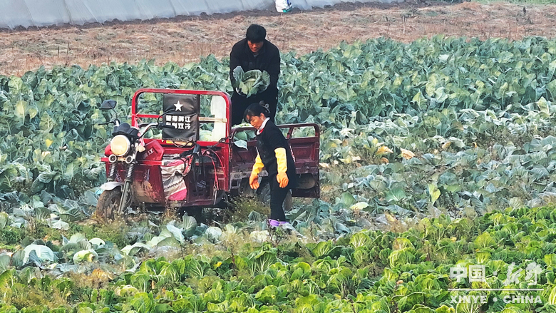 晨露裹星河，菜畦织冬暖——袁庄村的冬蔬烟火