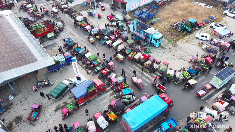 晨露裹星河，菜畦织冬暖——袁庄村的冬蔬烟火