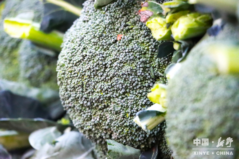 晨露裹星河，菜畦织冬暖——袁庄村的冬蔬烟火