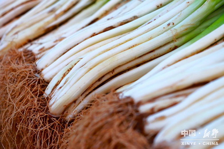 晨露裹星河，菜畦织冬暖——袁庄村的冬蔬烟火