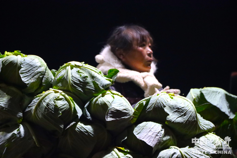 晨露裹星河，菜畦织冬暖——袁庄村的冬蔬烟火