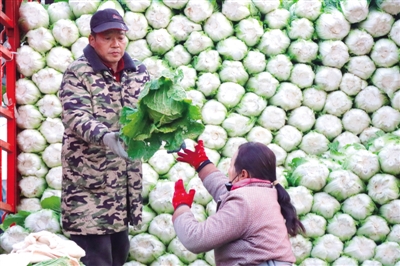 冬收蔬菜保供应