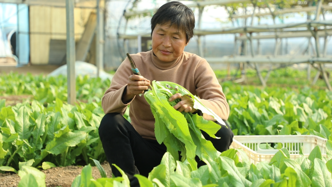 社旗：小蔬菜育出富民大产业  绘就乡村振兴好图景
