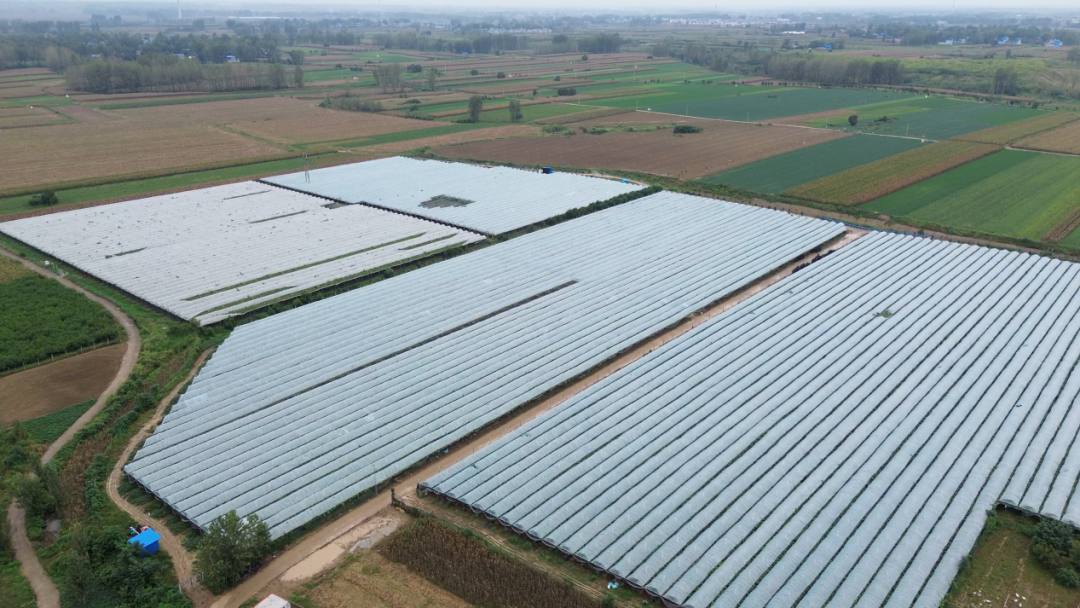 社旗：小蔬菜育出富民大产业  绘就乡村振兴好图景