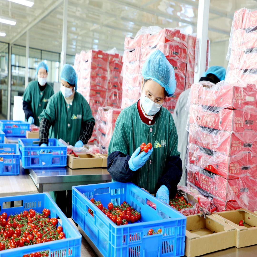 北纬34度的“樱桃番茄工厂”：用算法定义丰收