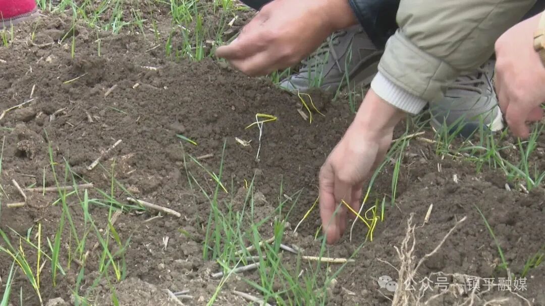 镇平：专家地头开“良方”&nbsp; 农户田里保“粮仓”