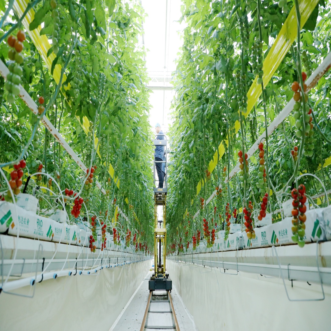 北纬34度的“樱桃番茄工厂”：用算法定义丰收