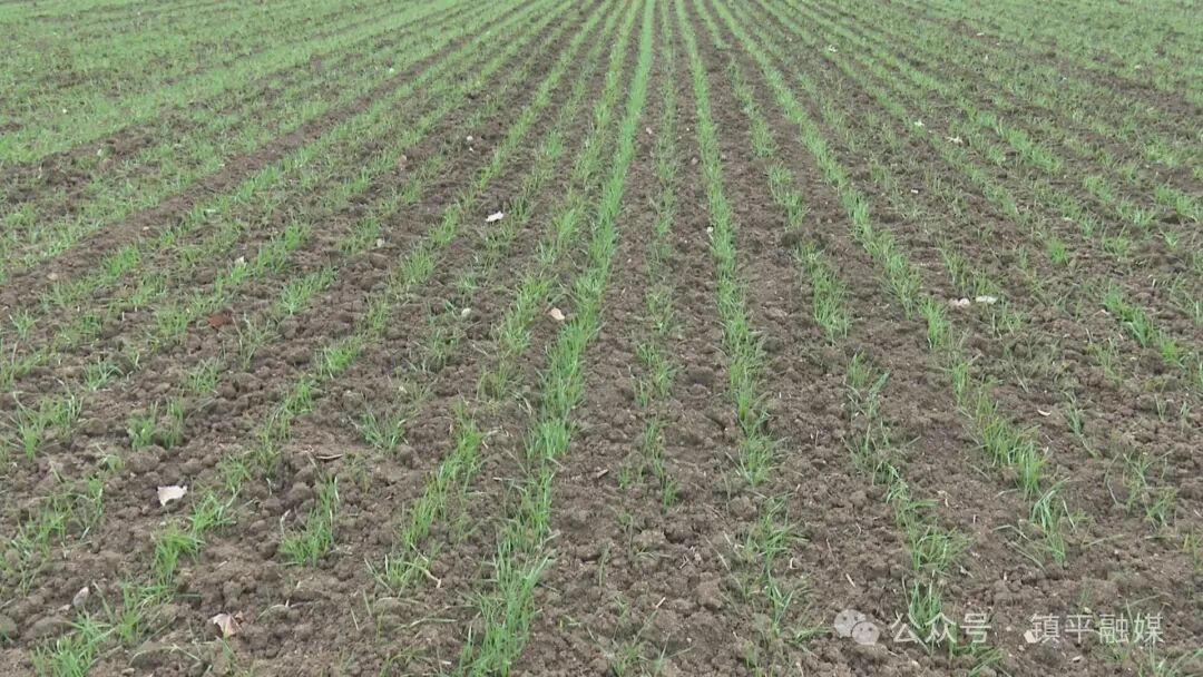 镇平：专家地头开“良方”&nbsp; 农户田里保“粮仓”