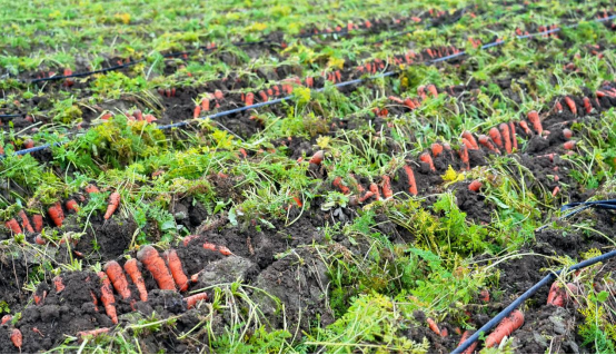 宛城区：胡萝卜产业奏响乡村振兴“致富曲”