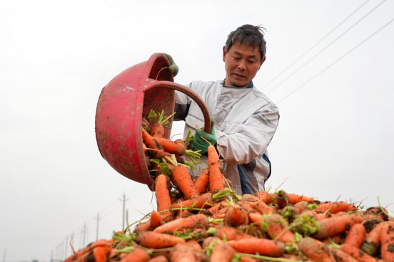 宛城区：胡萝卜产业奏响乡村振兴“致富曲”