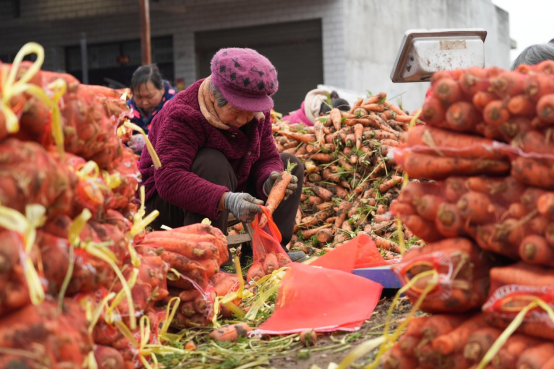 宛城区：胡萝卜产业奏响乡村振兴“致富曲”