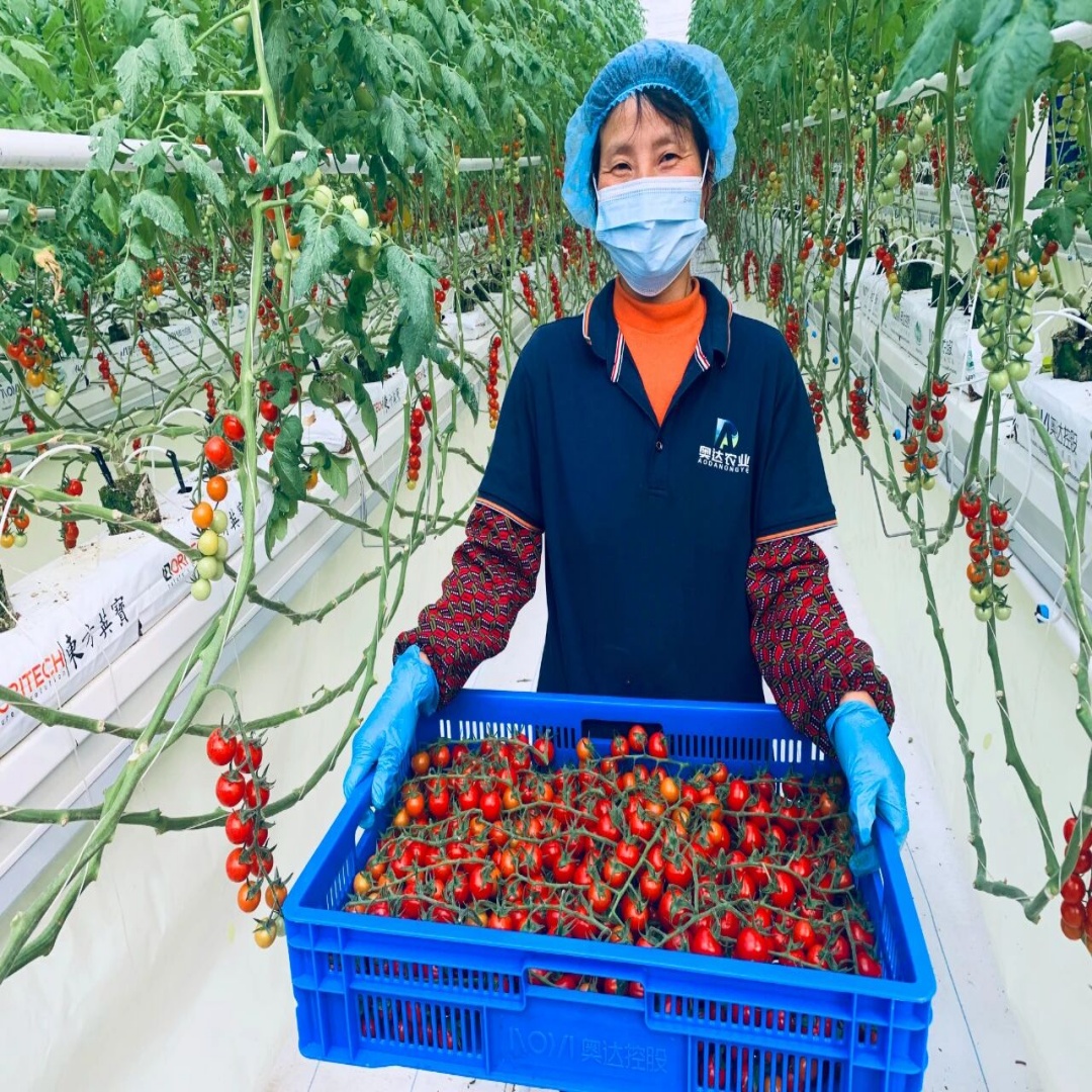 北纬34度的“樱桃番茄工厂”：用算法定义丰收