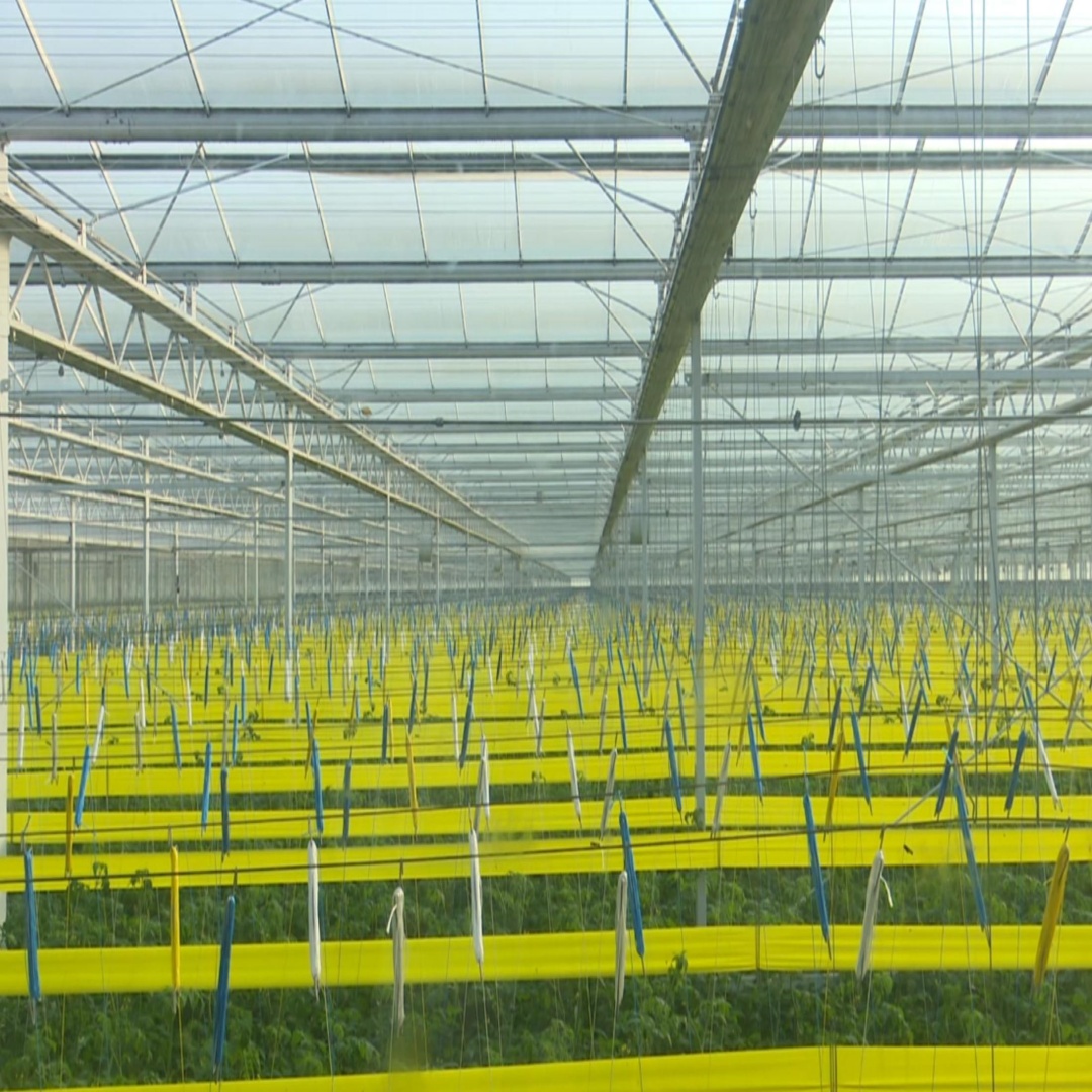 北纬34度的“樱桃番茄工厂”：用算法定义丰收