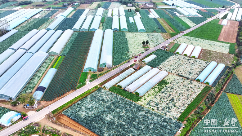 图说新野・2025全景答卷<br>——以光影为笔，绘就全域发展壮丽图景