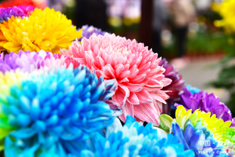 图说新野・2025全景答卷<br>——以光影为笔，绘就全域发展壮丽图景