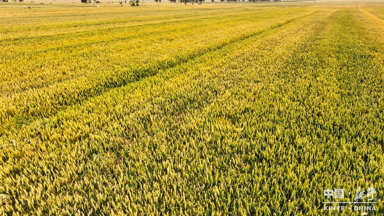 图说新野・2025全景答卷<br>——以光影为笔，绘就全域发展壮丽图景