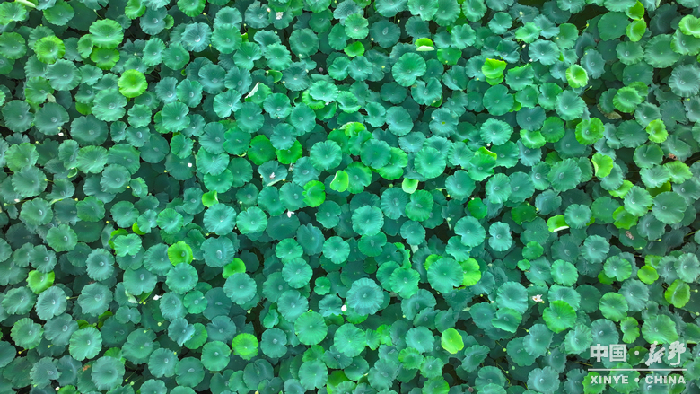 图说新野・2025全景答卷<br>——以光影为笔，绘就全域发展壮丽图景