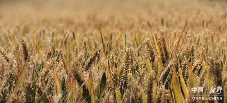 图说新野・2025全景答卷<br>——以光影为笔，绘就全域发展壮丽图景