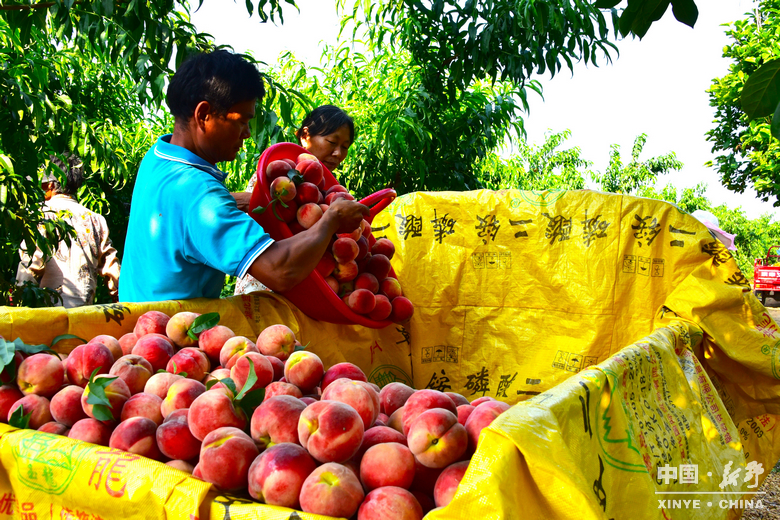图说新野・2025全景答卷<br>——以光影为笔，绘就全域发展壮丽图景