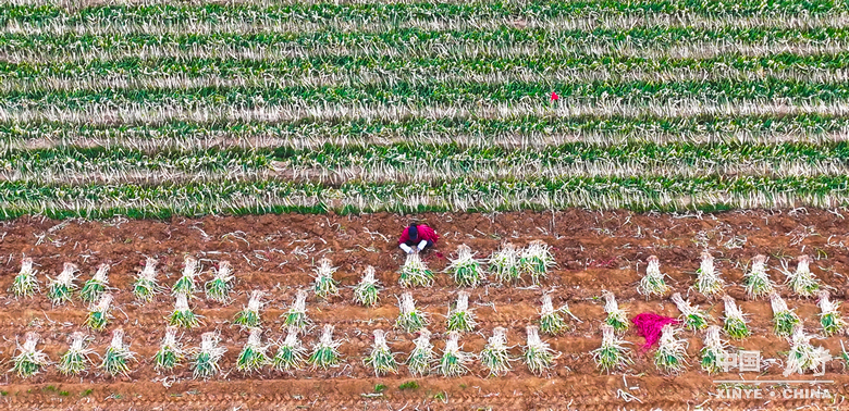 图说新野・2025全景答卷<br>——以光影为笔，绘就全域发展壮丽图景