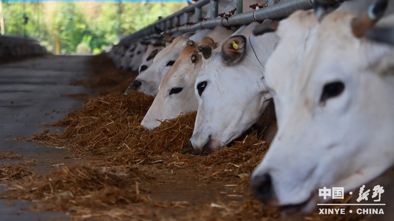 图说新野・2025全景答卷<br>——以光影为笔，绘就全域发展壮丽图景