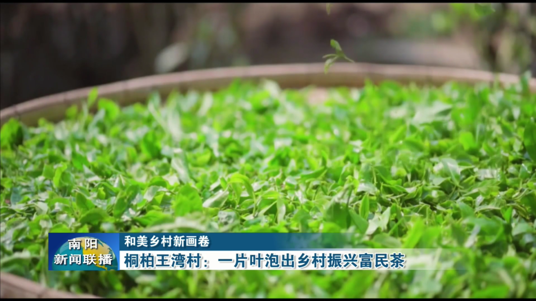 桐柏王湾村：一片叶泡出乡村振兴富民茶