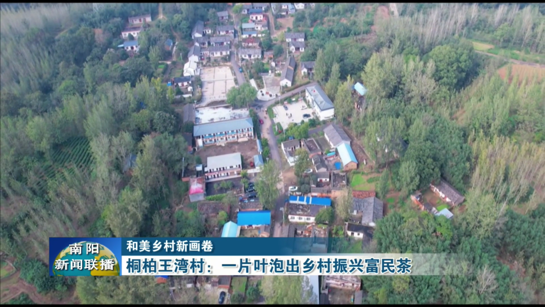 桐柏王湾村：一片叶泡出乡村振兴富民茶