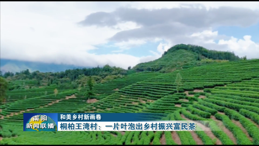 桐柏王湾村：一片叶泡出乡村振兴富民茶