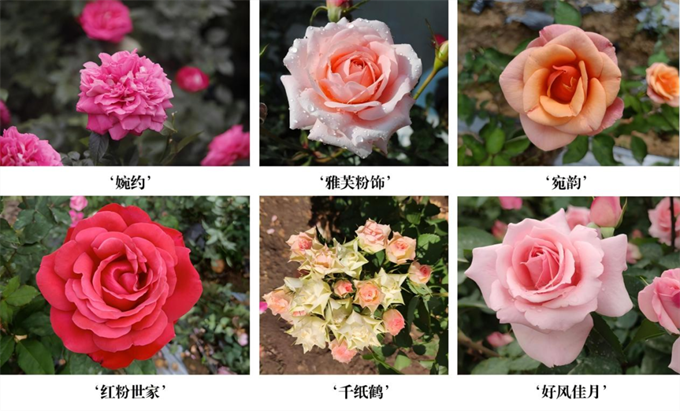 南阳6个自主培育月季新品种获得国家林草局植物新品种授权