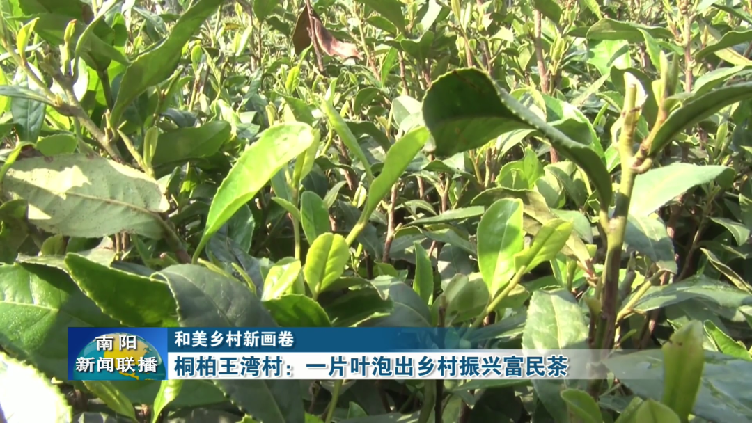 桐柏王湾村：一片叶泡出乡村振兴富民茶
