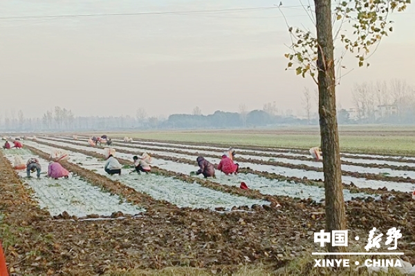 上港乡：“四则运算”破难题 乡村振兴添活力