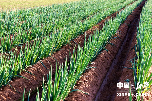 收官“十四五”硕果盈枝  开局“十五五”项目先行