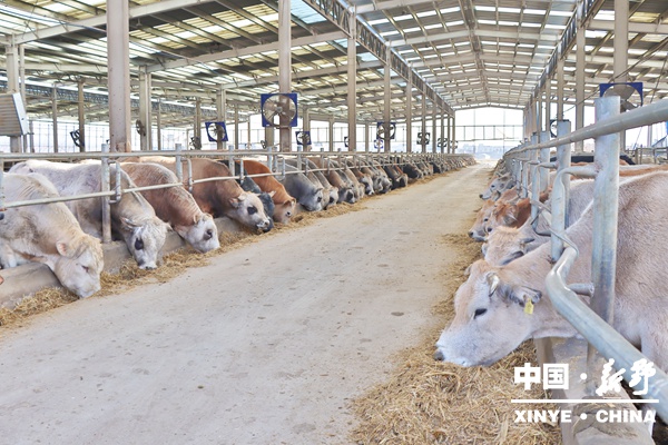 收官“十四五”硕果盈枝  开局“十五五”项目先行