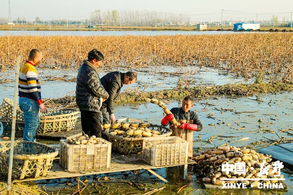 溧河铺镇：莲藕丰收绘就乡村振兴新画卷